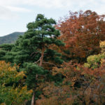 Herbst in Japan