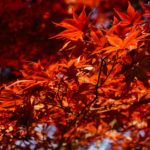 herbst-japan-08