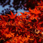 herbst-japan-09