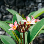 Blumen auf Bali